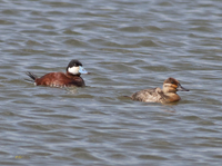 Ruddy Ducks